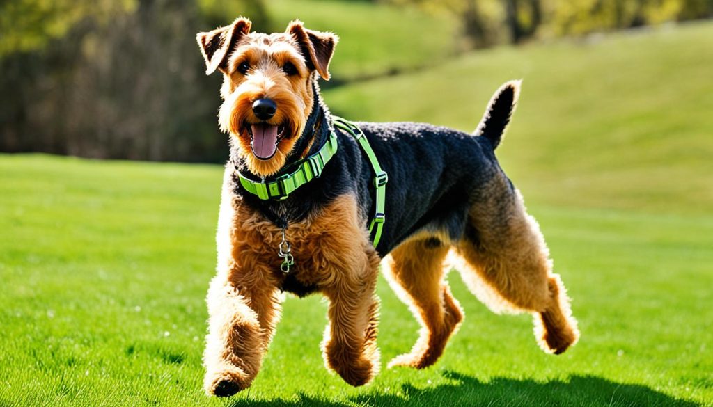 Airedale Terrier exercise