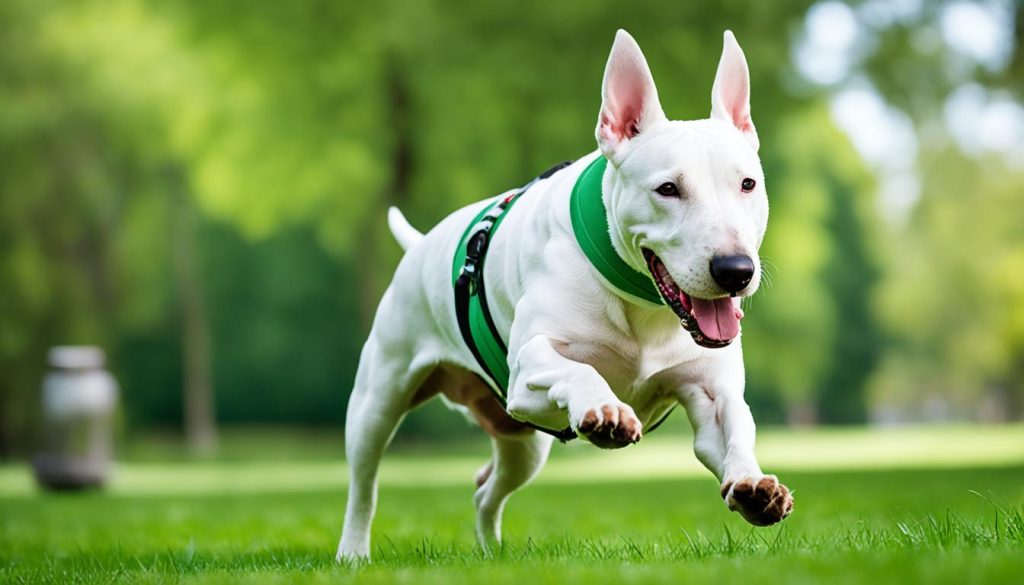 Bull Terrier Health