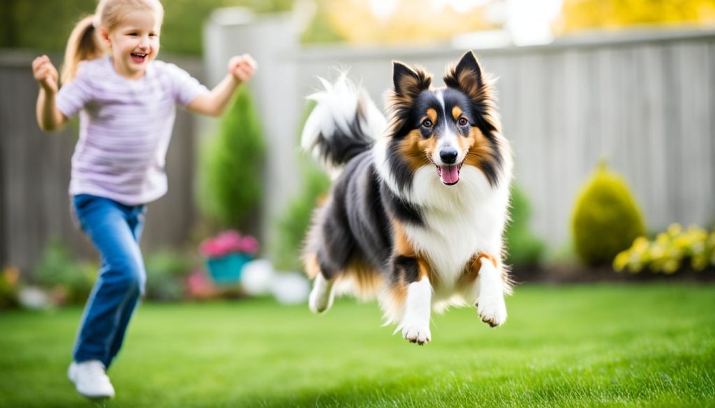 Shetland Sheepdog in action