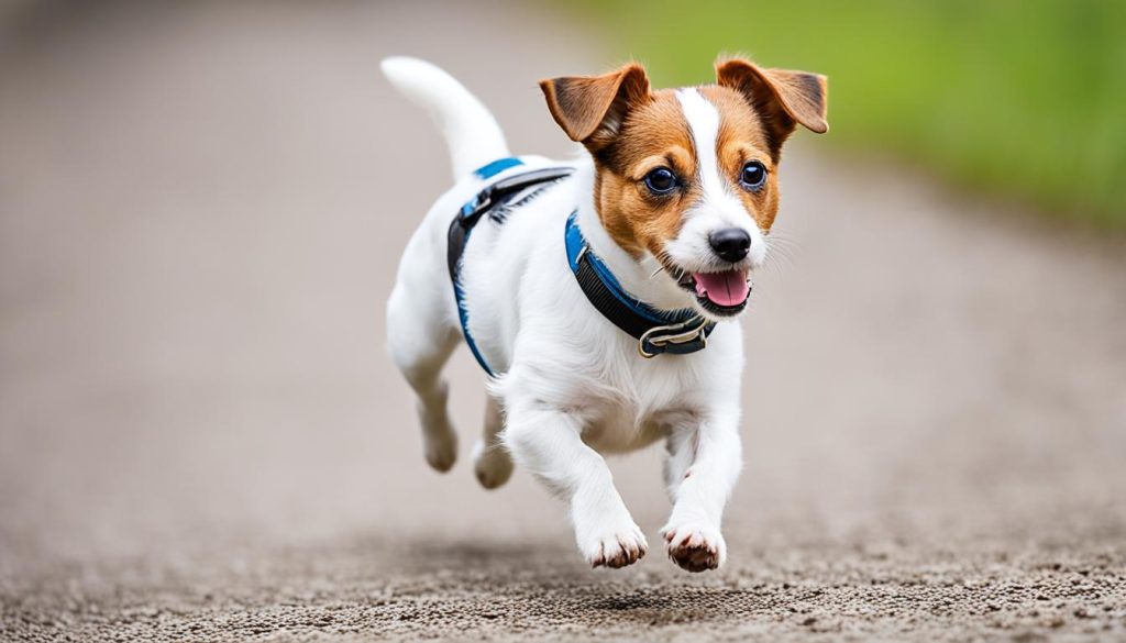 miniature jack russell