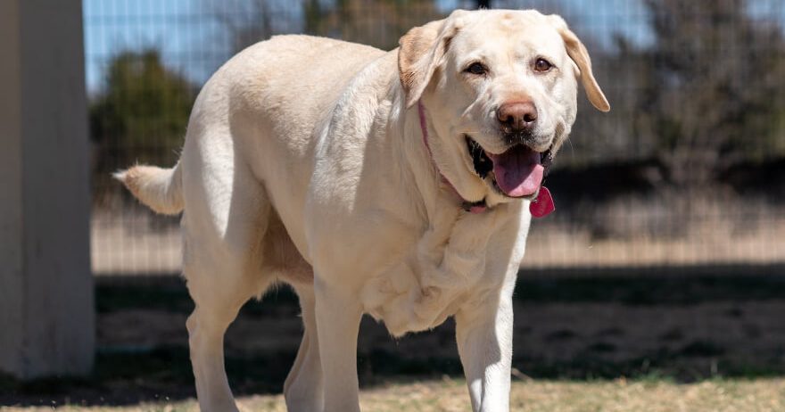 Cute Natty Dogs