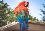 Macaw Perched