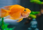 Gold Fish Platy