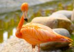 Orange Flamingo