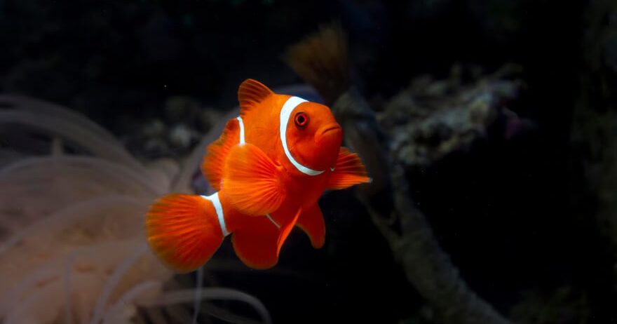 Gold Fish Platy