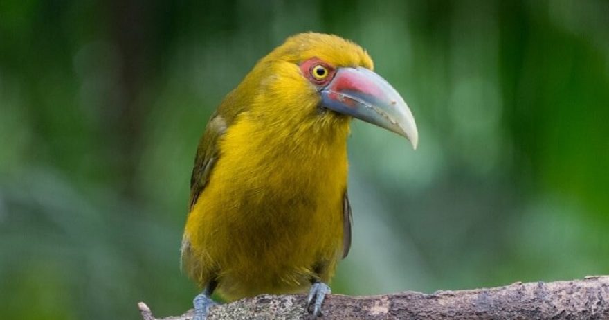 Macaw Perched