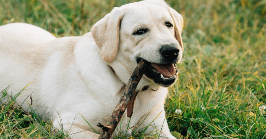 Labrador retriever