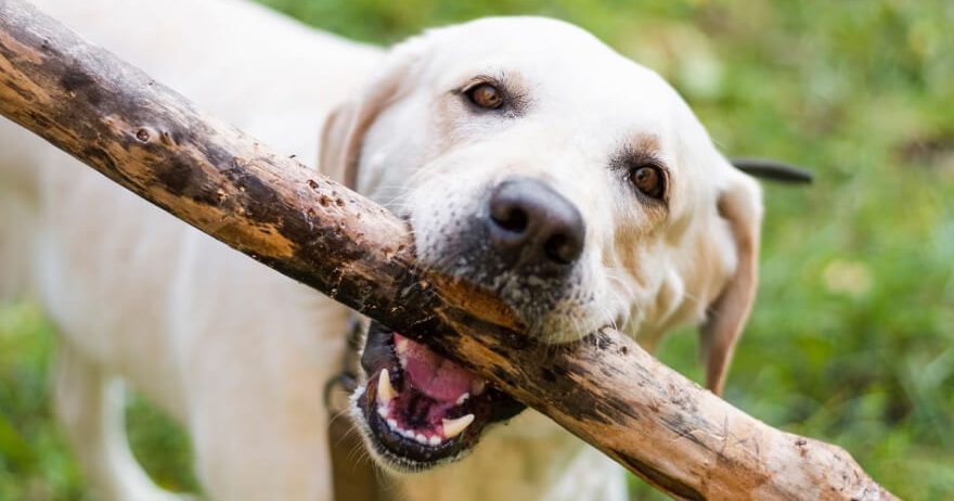 Labrador retriever