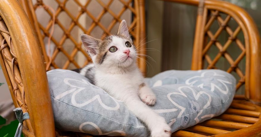 Munchkin cat