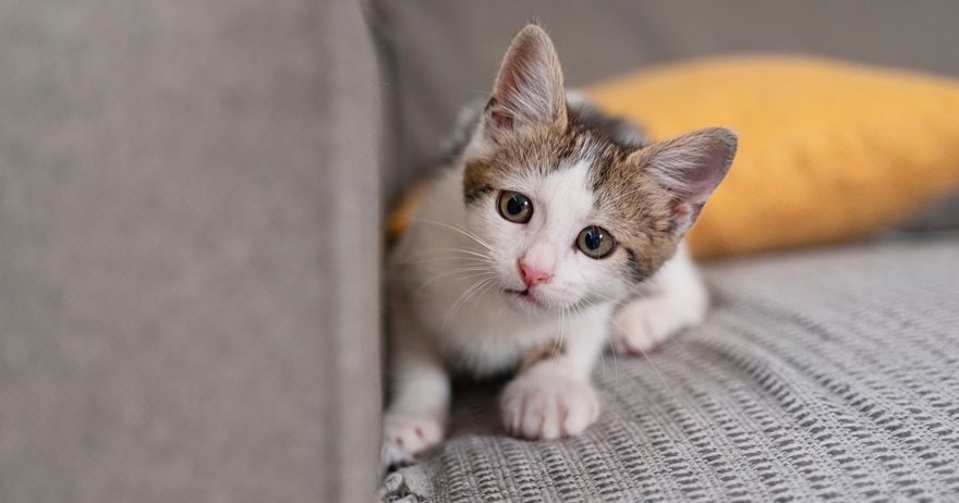 Munchkin cat