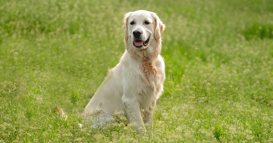 Labrador retriever