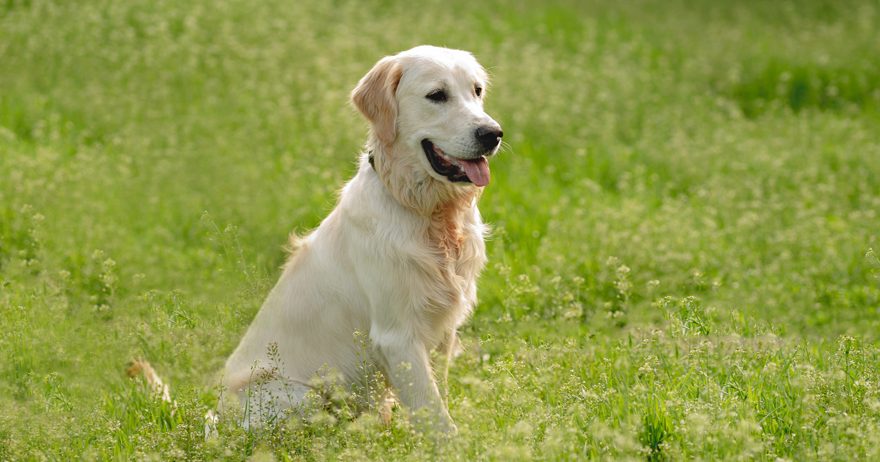 Labrador retriever