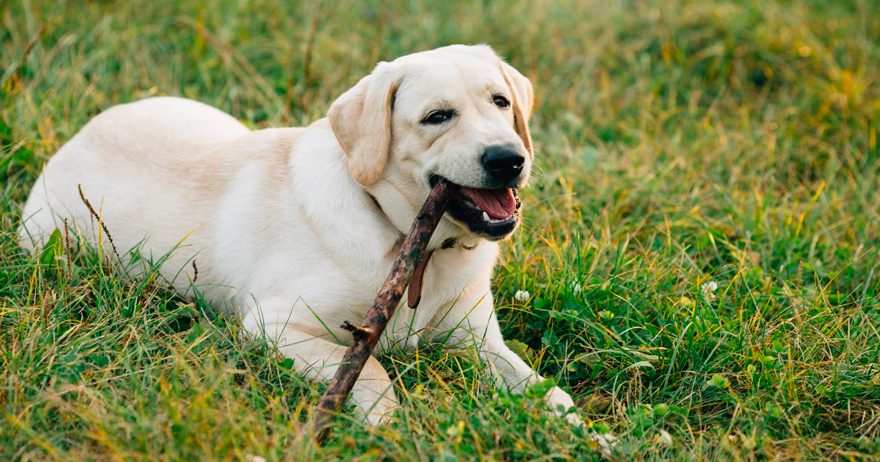 Labrador retriever