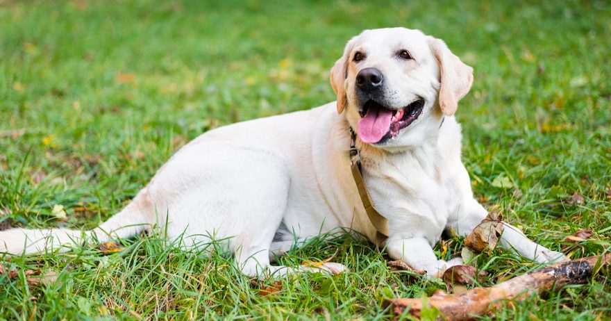 Labrador retriever