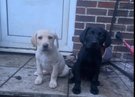 Labrador-Retriever-for-Sale-3