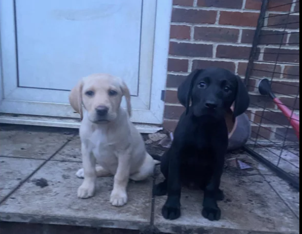 2 labrador girls