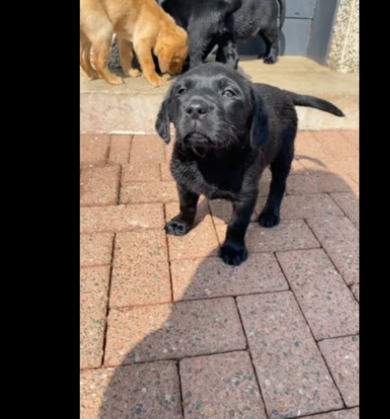 Pedigree Labrador puppies for sale