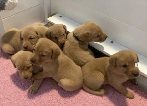 Labrador-Retriever-for-Sale3