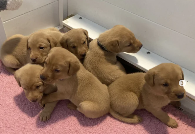 FTCH sired fully tested KC reg fox red Labrador puppies