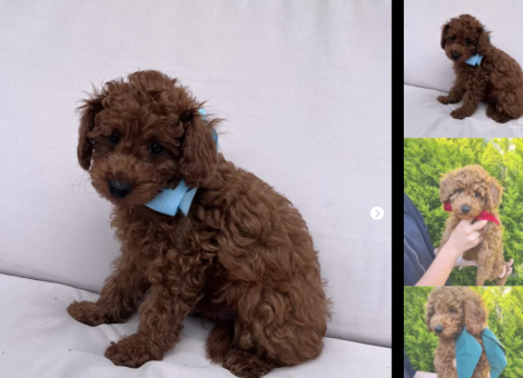 Toy-Poodle-puppy-for-sale