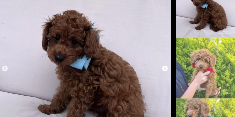 Toy Poodle