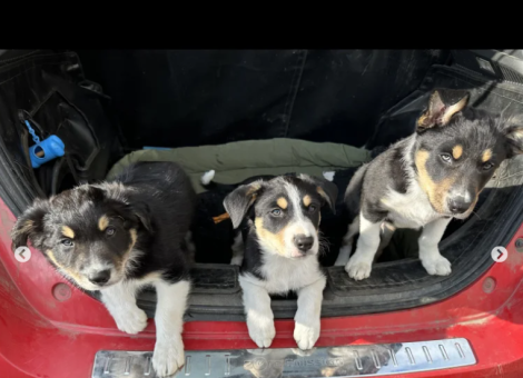 border-collie-for-sale