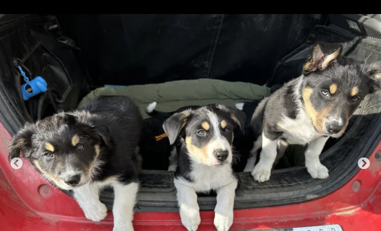 Border Collie Pups