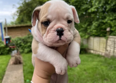 bulldog-for-sale