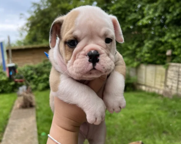 Kc Registered English Bulldog Puppies