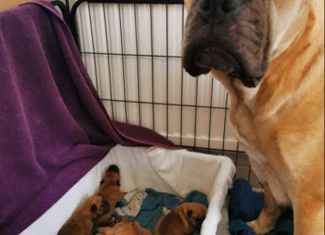 bullmastiff-bordeux-puppies-for-sale