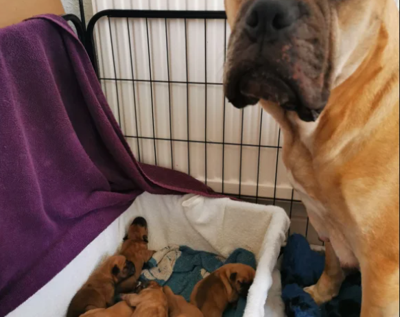 BullMastiff Bordeux Puppies boys/girls