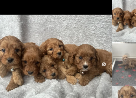 cavapoo-puppies-for-sale