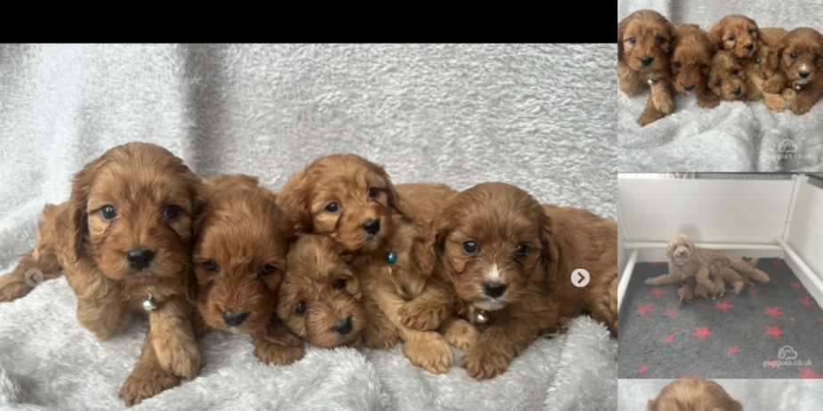 Stunning Ruby Red F1 Cavapoo Puppies for Sale