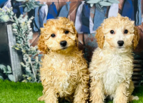 cavapoochon-puppies-for-sale