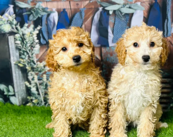 Cavapoochon puppies for sale