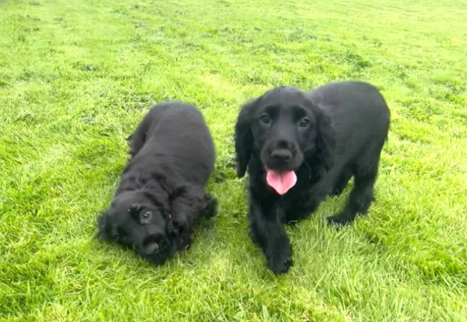 Gorgeous friendly Cocker Spaniel Puppies