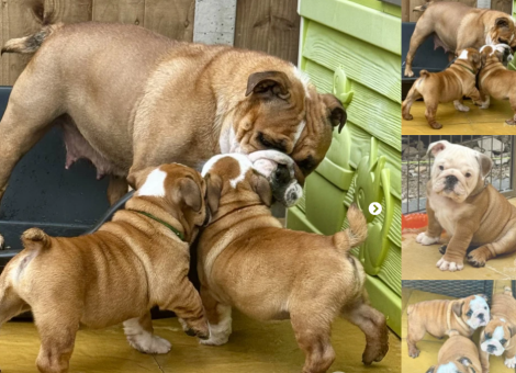 english-bulldog-puppy-for-sale