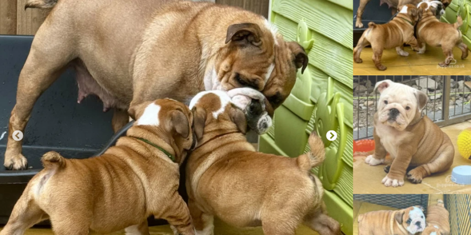 Hereditary Clear Healthy KC Quality Bulldog Puppies For Sale