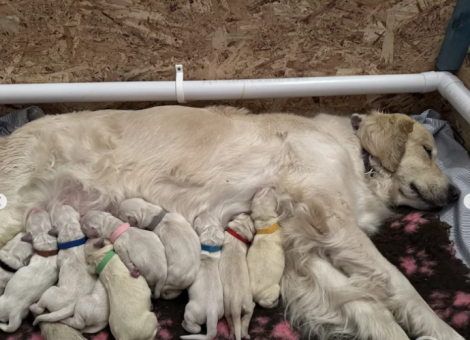 golden-retriever-puppies-for-sale