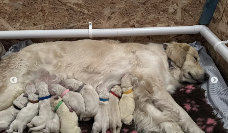 Golden retrievers puppies KC Registered for Sale