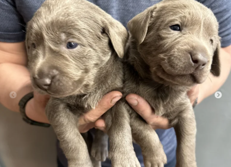 labrador-puppies-for-sale