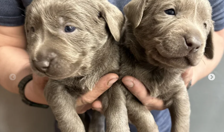 Stunning Silver & Charcoal Labrador Pups for Sale