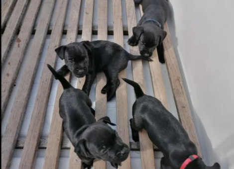 patterdale-terrier-for-sale