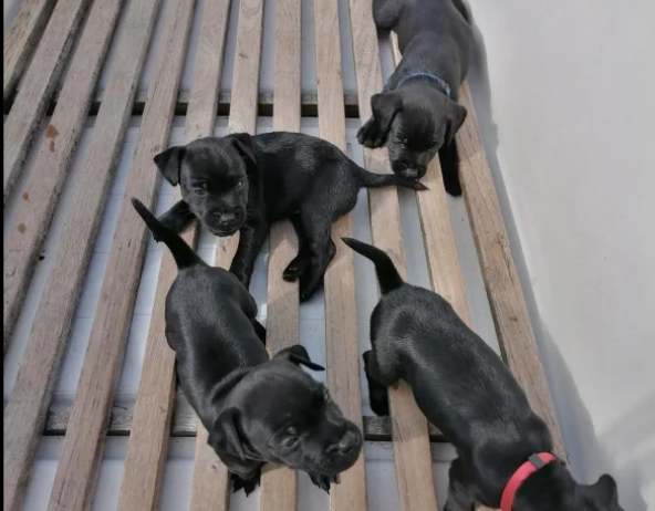 Patterdale Terrier pups