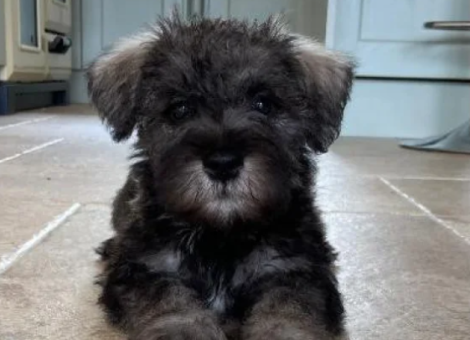 schnauzer-puppy-for-sale