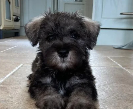 KC Registered Miniature Schnauzer pups