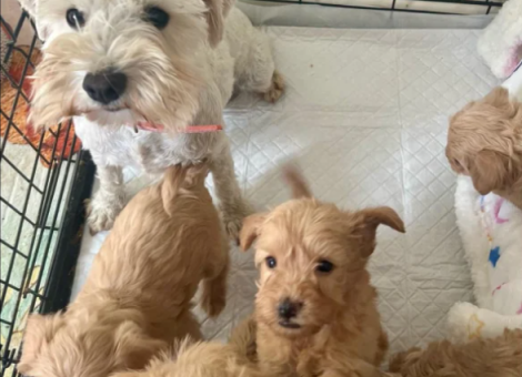 schnoodle-puppies-for-sale