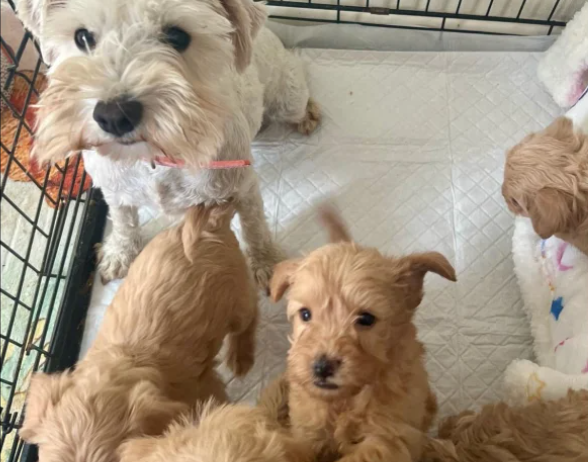 Stunning Schnoodle Pups for Sale