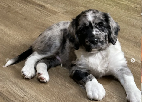 Sprollie-Puppy-for-sale-in-Attleborough-Norfork