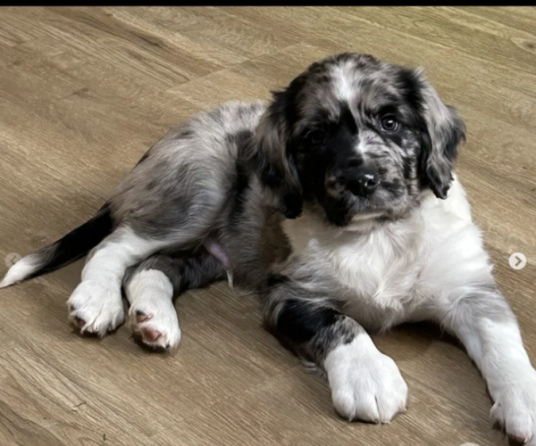 Sprollie-Puppy-for-sale-in-Attleborough-Norfork